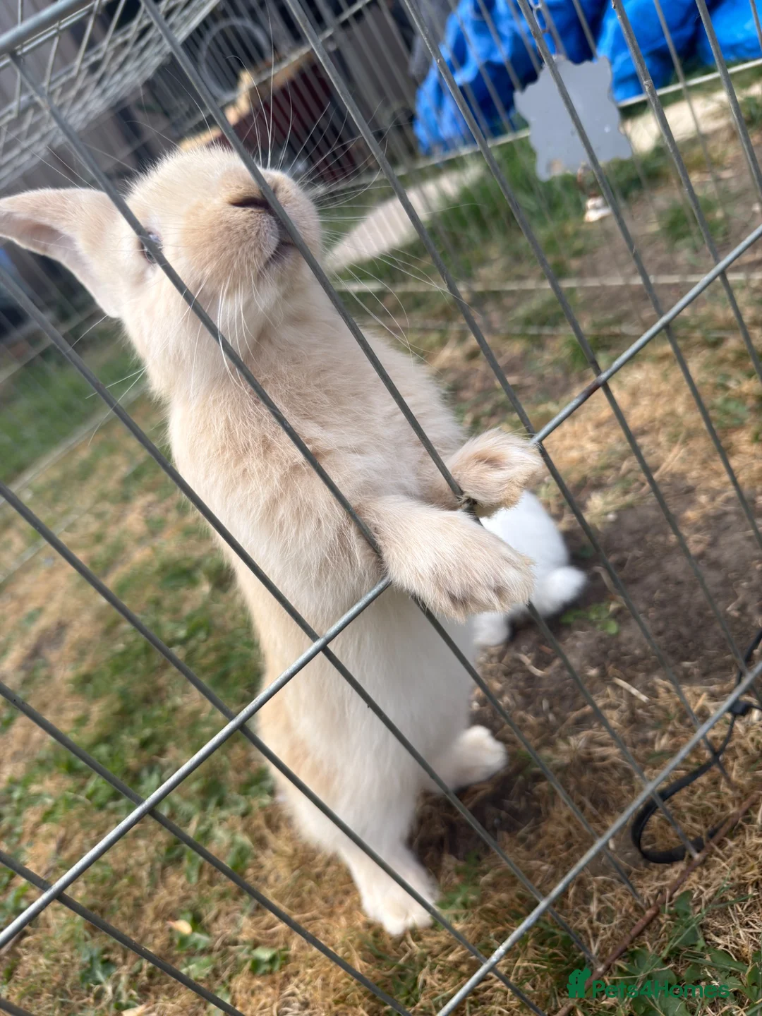 Continental Giant rabbits for sale: 3 x Continental rabbits  - Advert 1