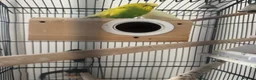 Budgerigars birds for sale: Pair of Budgies for Sale with Cage in Halifax - Advert 10