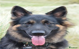 German Shepherd dogs for stud: Kc registered gsd for stud  - Image 4
