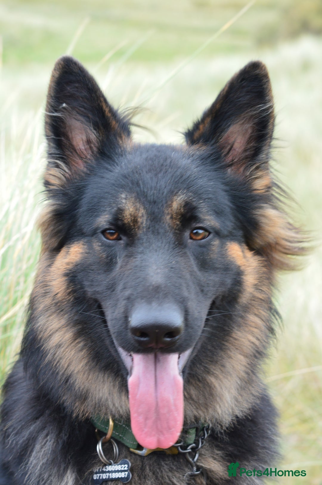 German Shepherd dogs for stud: Kc registered gsd for stud  - Image 4