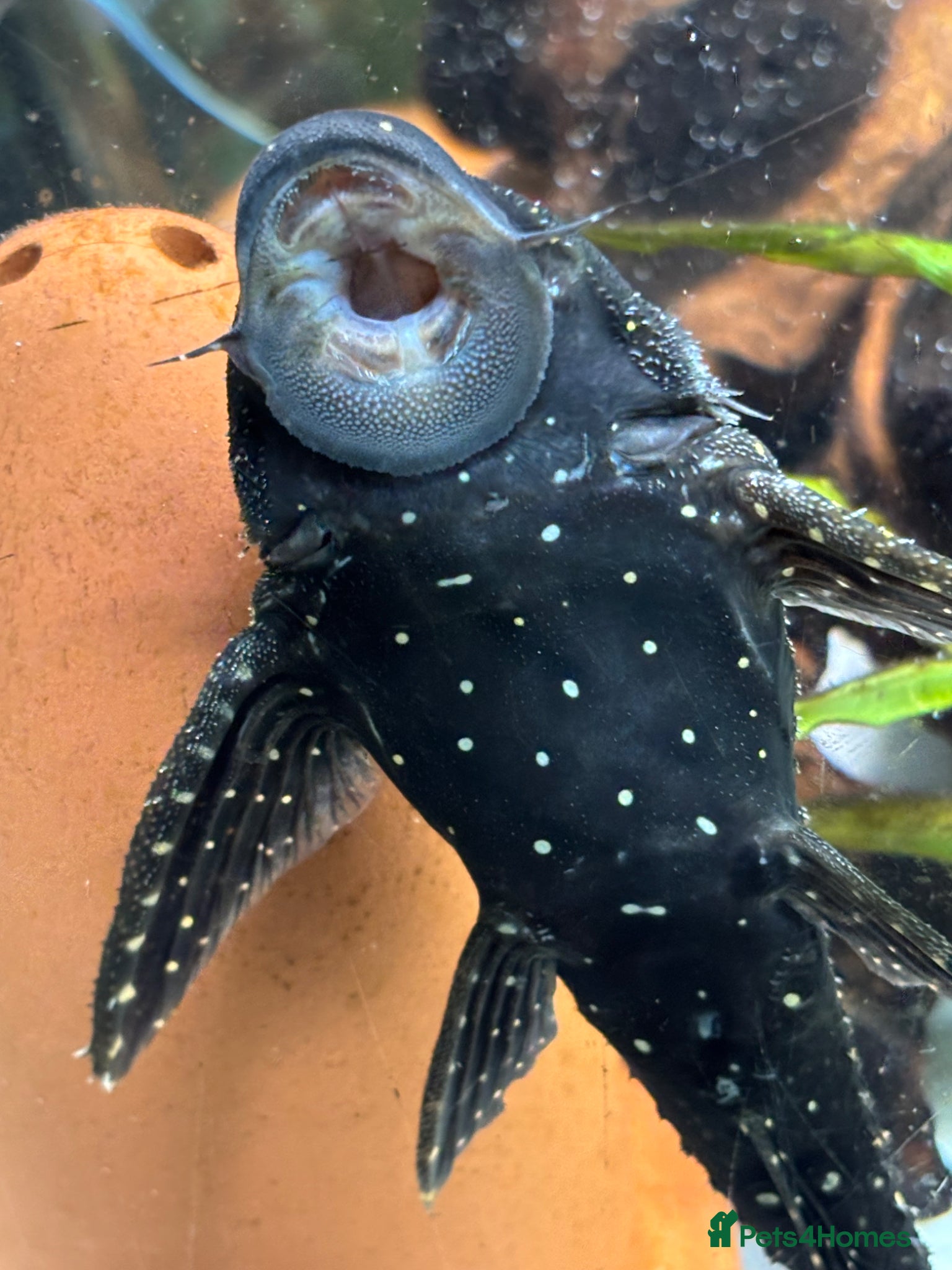 Plecos fish Adonis Pleco. 30cm.  - Advert 1