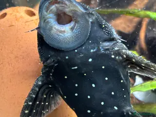 Plecos fish Adonis Pleco. 30cm. - Advert 1