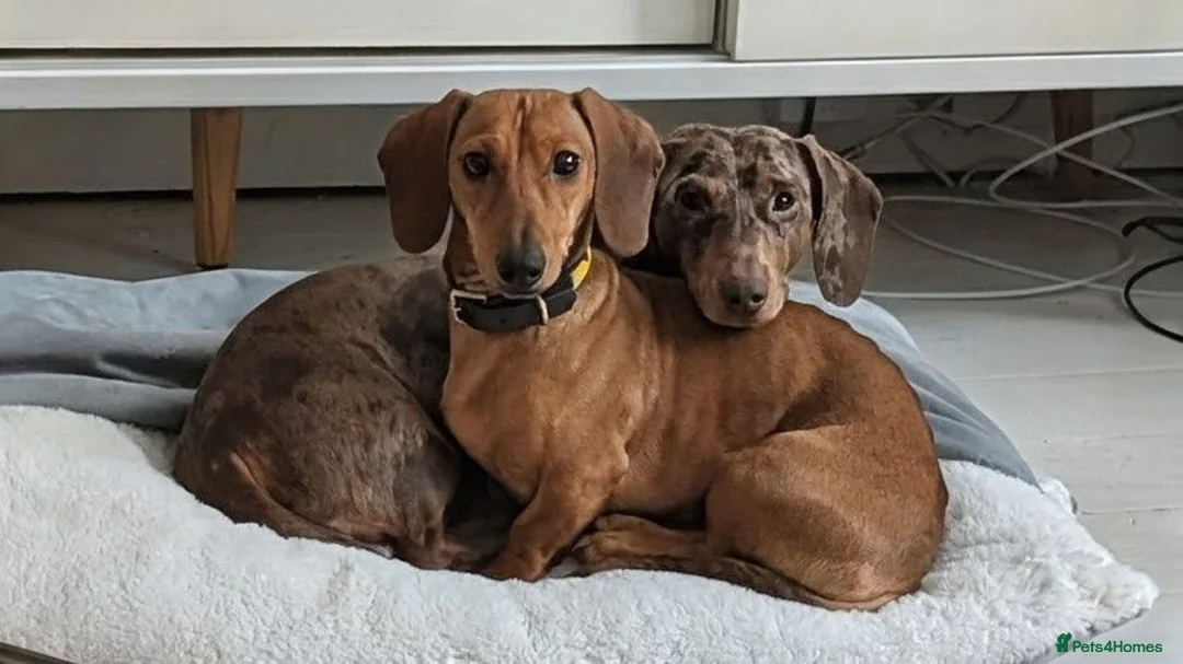 Dachshund dogs for sale: Gorgeous sausage dog puppies  in London - Advert 1
