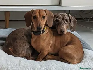 Dachshund dogs Gorgeous sausage dog puppies - Advert 1