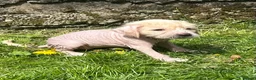 Mixed Breed dogs for sale: Chinese crested cross cocker spaniel in Abergavenny - Advert 2