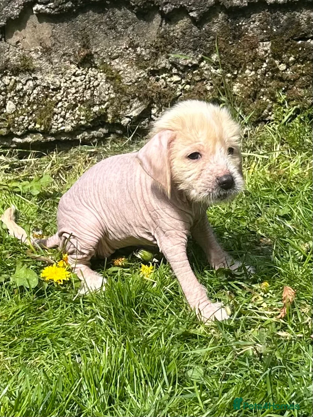 Mixed Breed dogs for sale: Chinese crested cross cocker spaniel in Abergavenny - Advert 2
