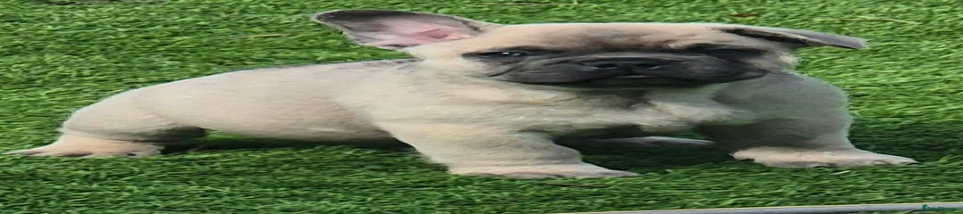 Fawn male