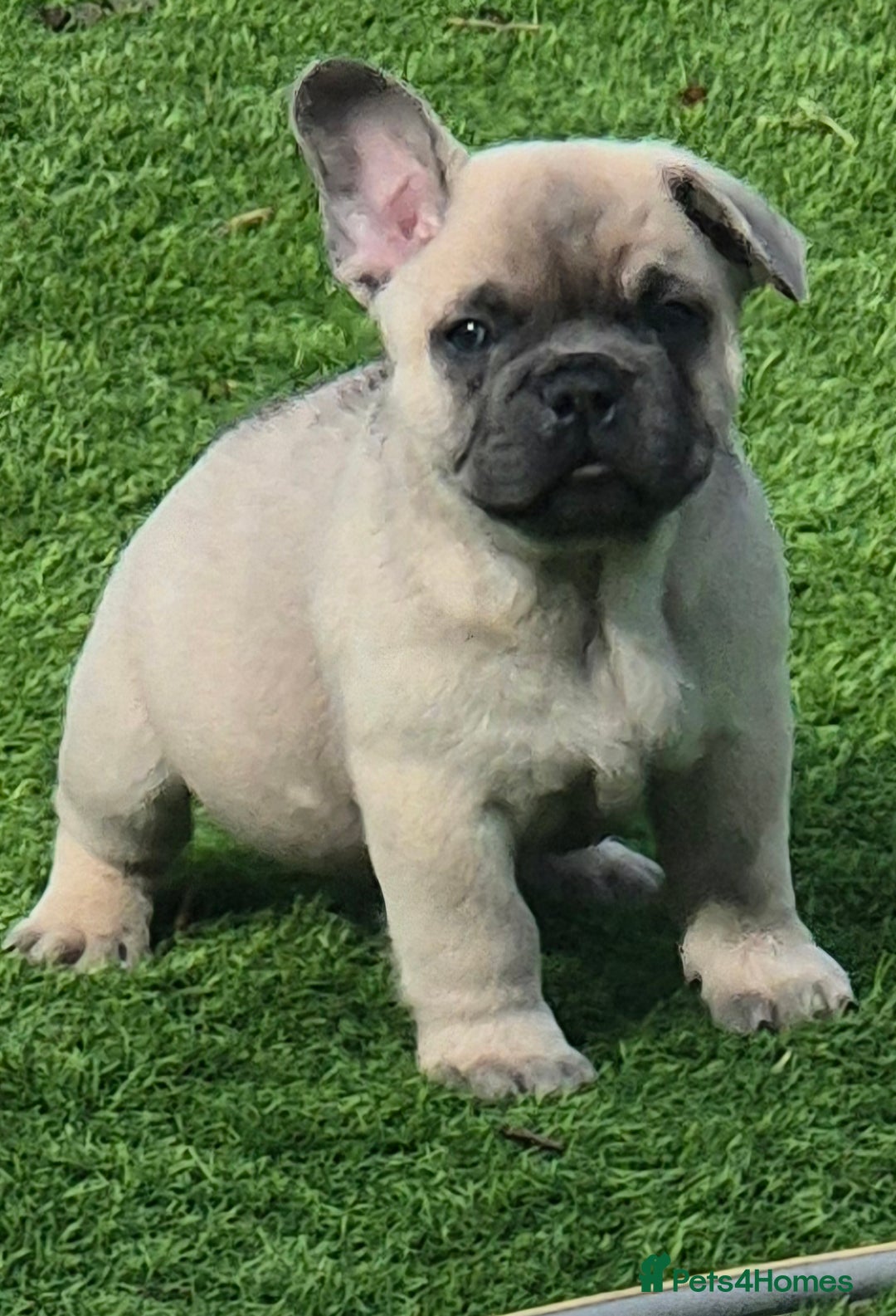 Mixed Breed dogs for sale: Chowxfrenchie Ready for new homes** - Image 23