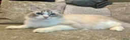 Ragdoll cats for sale: BEAUTIFUL BLUE TABBY BI/C BOY.  - Advert 5