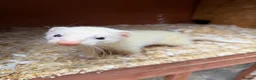 Ferret rodents for sale: Sandy jill in Inverness - Advert 2