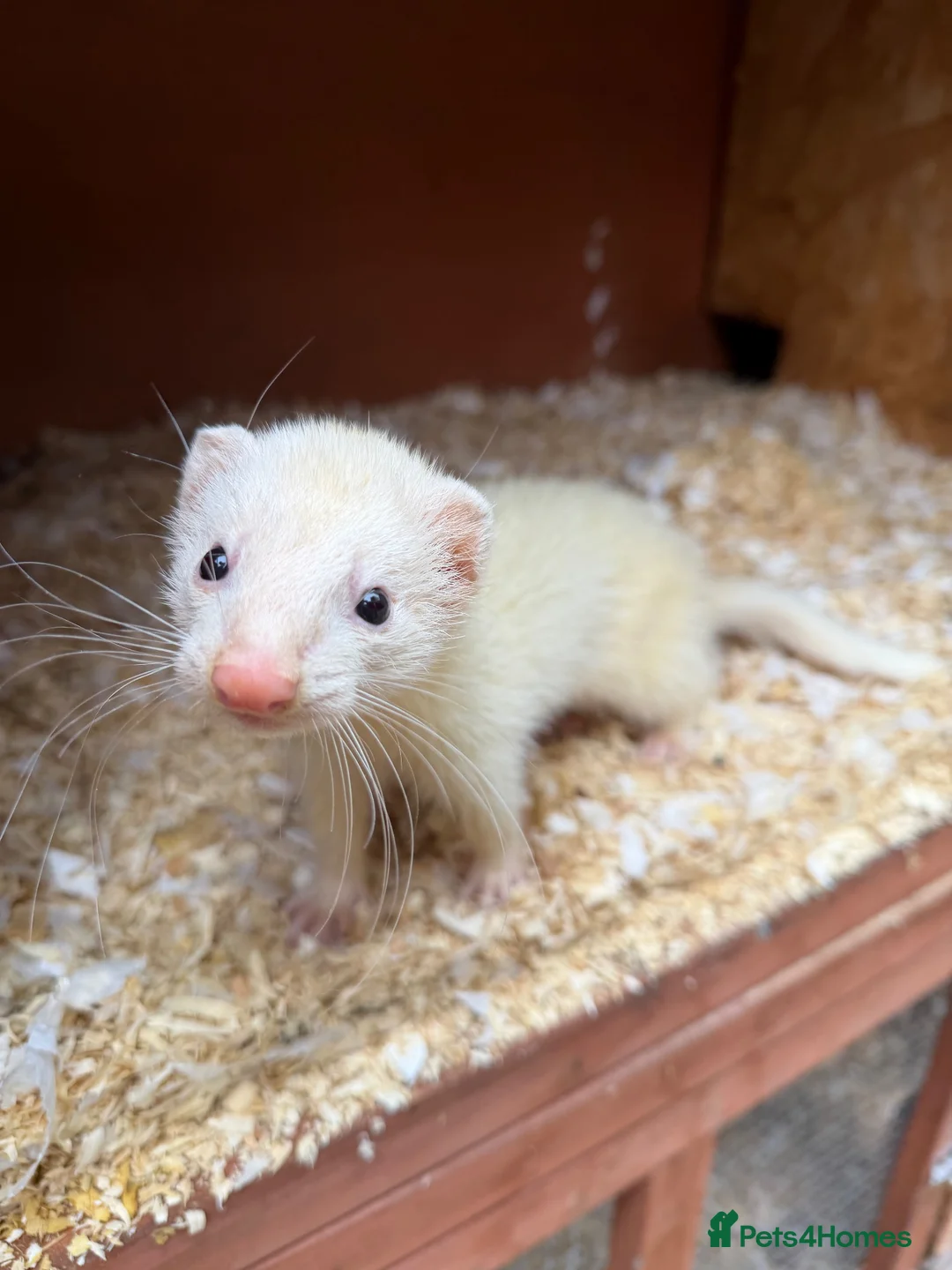 Ferret rodents for sale: Sandy jill in Inverness - Advert 2