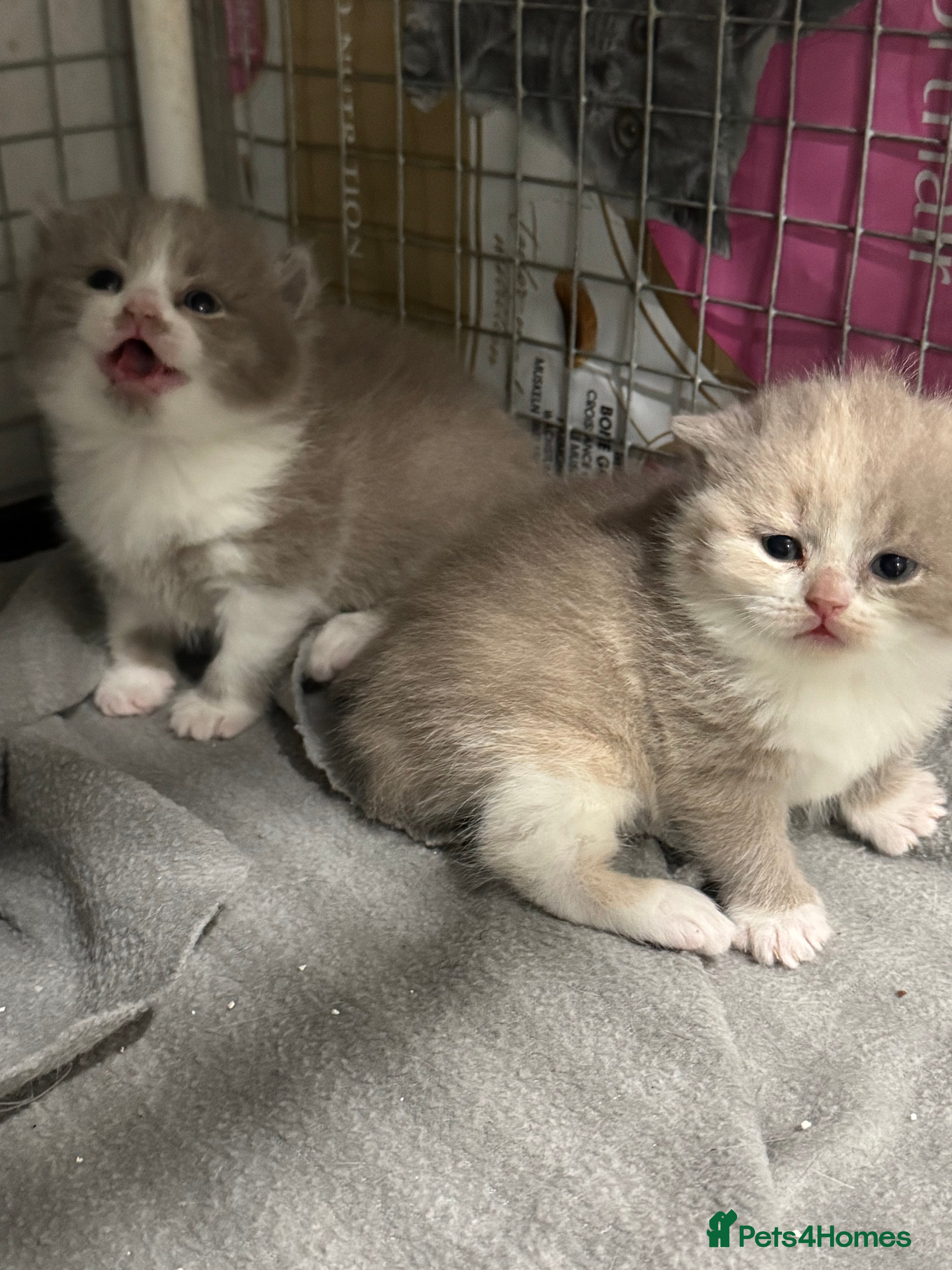 British Shorthair cats Bi colour chunky male - Advert 12