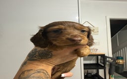 Miniature Dachshund dogs for sale: Beautiful Longhair miniature Dachshund - Image 3