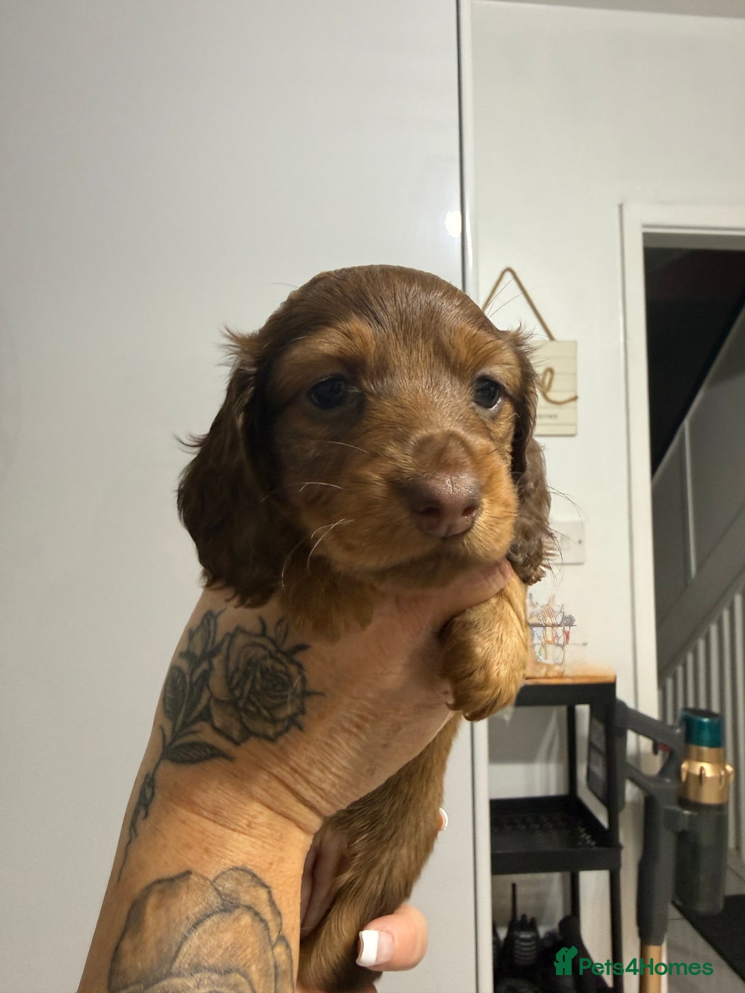 Miniature Dachshund dogs for sale: Beautiful Longhair miniature Dachshund - Image 3