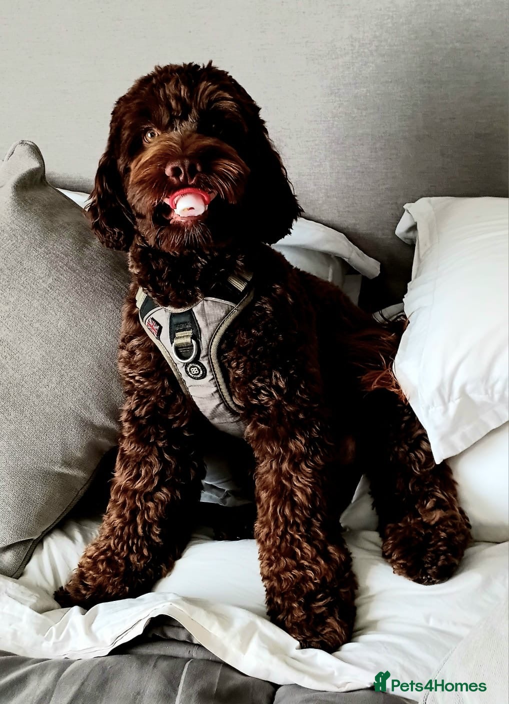 Cockapoo dogs  F1 Stud available for right dogs only  - Advert 2