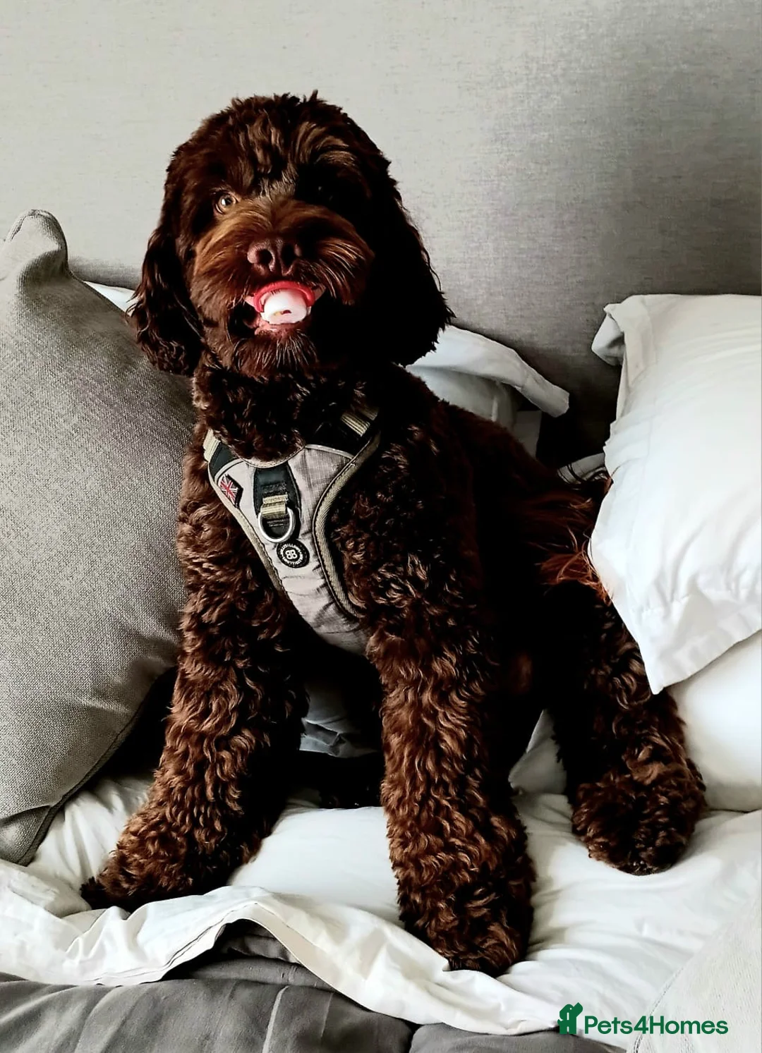 Cockapoo dogs for stud:  F1 Stud available for right dogs only  - Advert 2