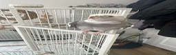 Cockatiels birds for sale: Cockatiel in need of a home in Blackwood - Advert 4