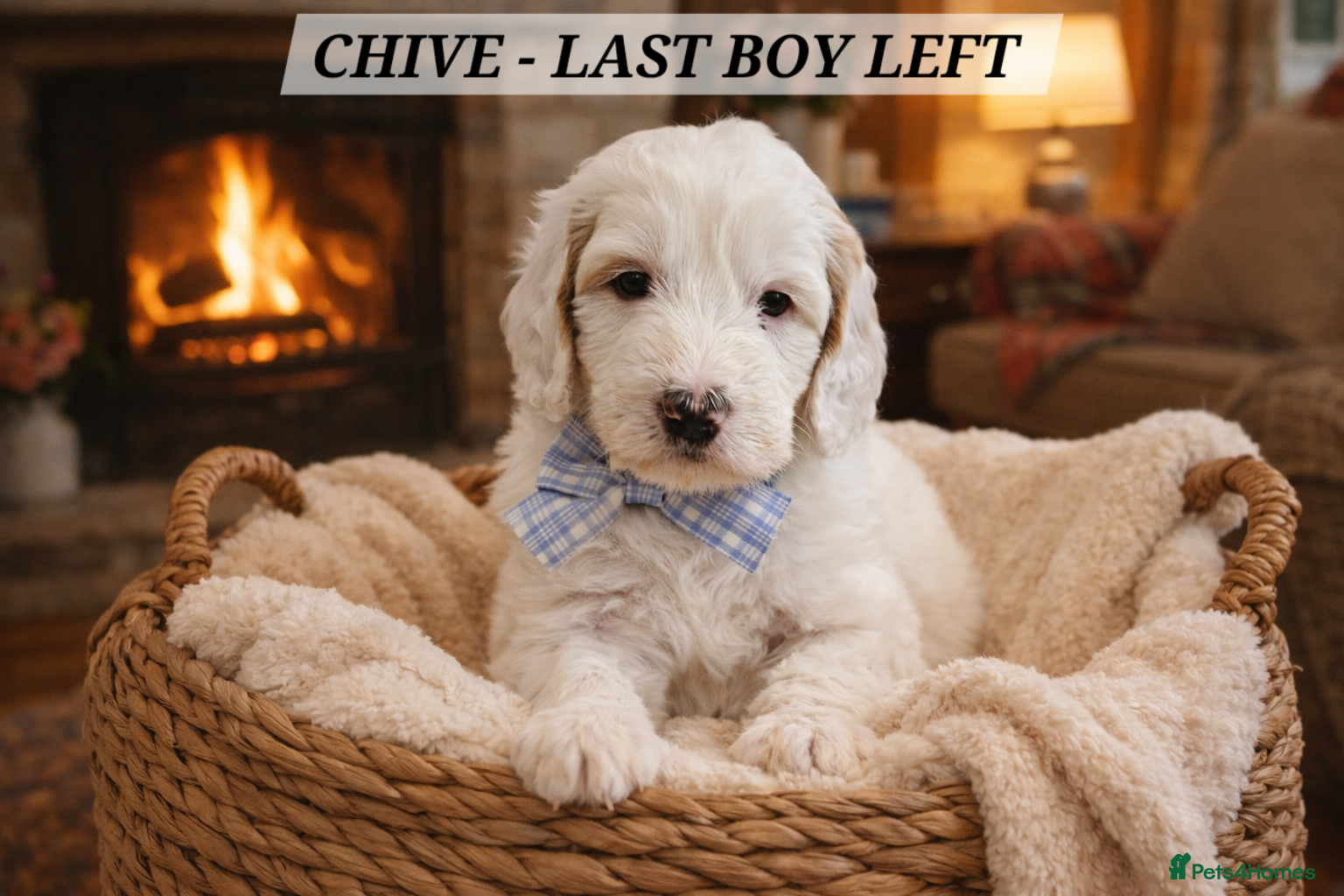 Labradoodle dogs Stunning Australian Labradoodles 🐾 - Advert 18