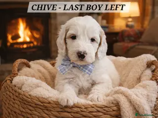 Labradoodle dogs Stunning Australian Labradoodles 🐾 - Advert 18