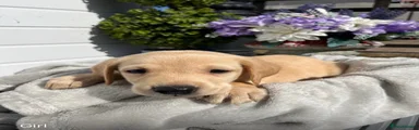 Labrador Retriever 2