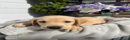 Labrador Retriever dogs for sale: Stunning Labrador puppies  in Dartford - Advert 8