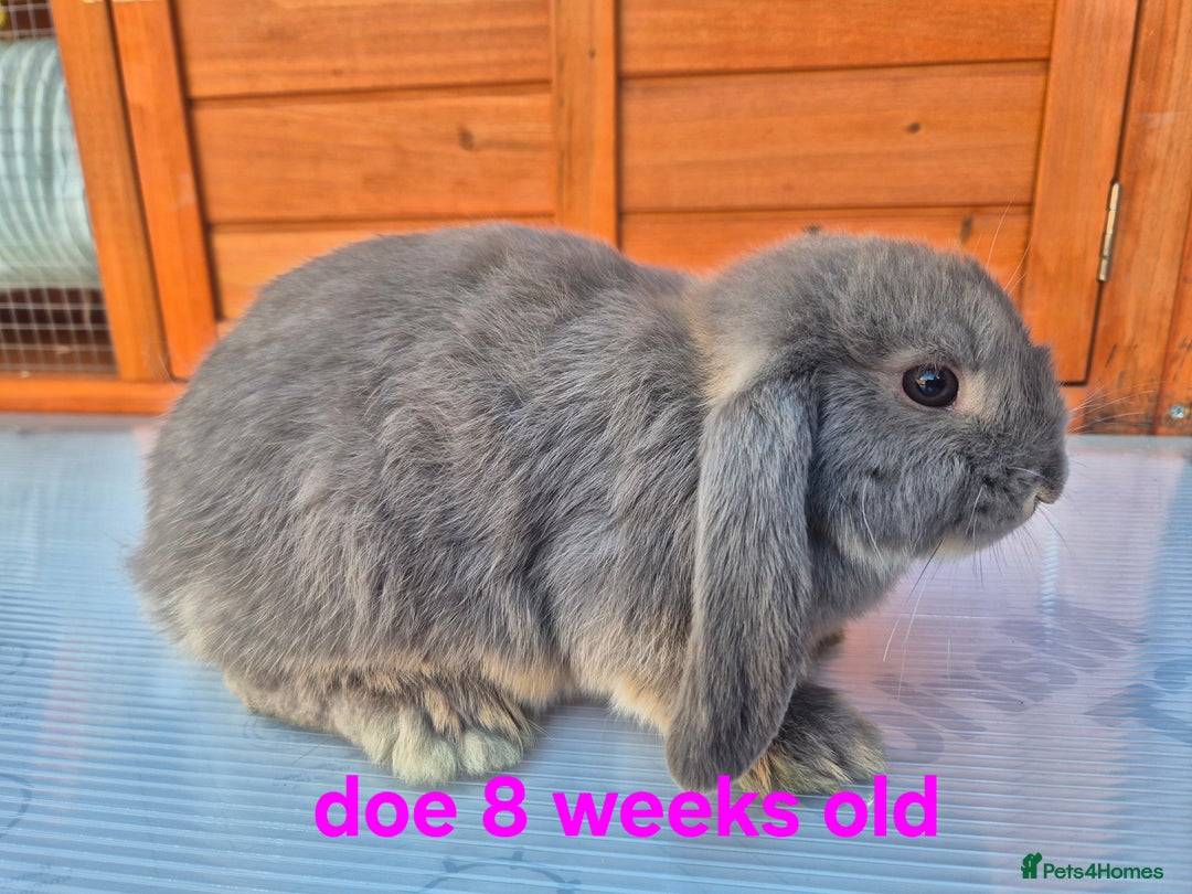 Mini Lop rabbits for sale: Various ages mini lops ready to go - Image 5