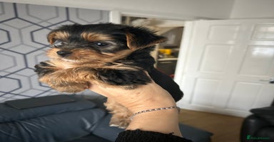 Yorkshire Terrier dogs - Advert 6