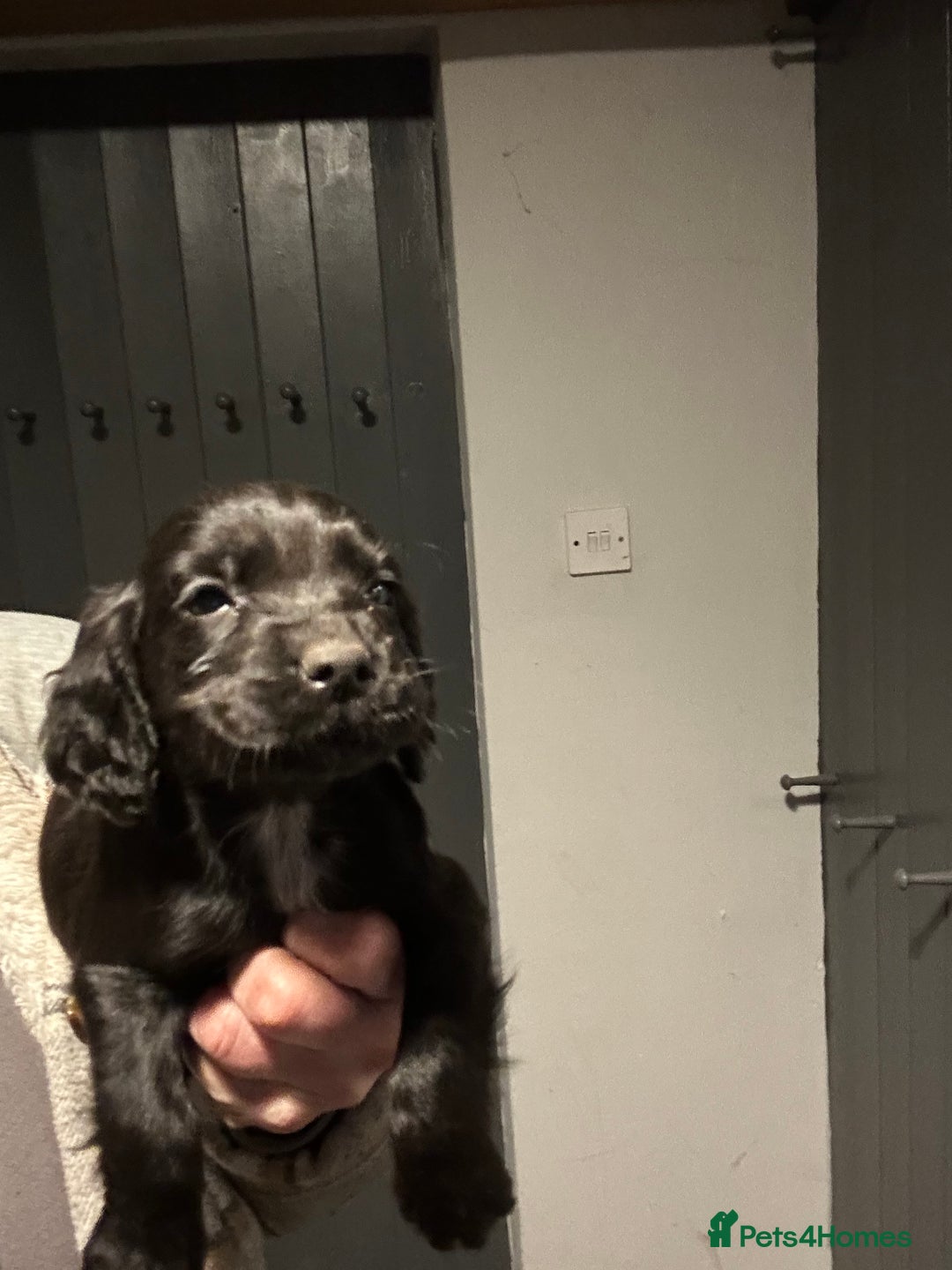 Cocker Spaniel dogs for sale: Returned Kc reg cocker bitch and dog puppy.  - Advert 3