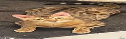 Bengal cats for sale: Tica registered bengals  in Chatham - Advert 3