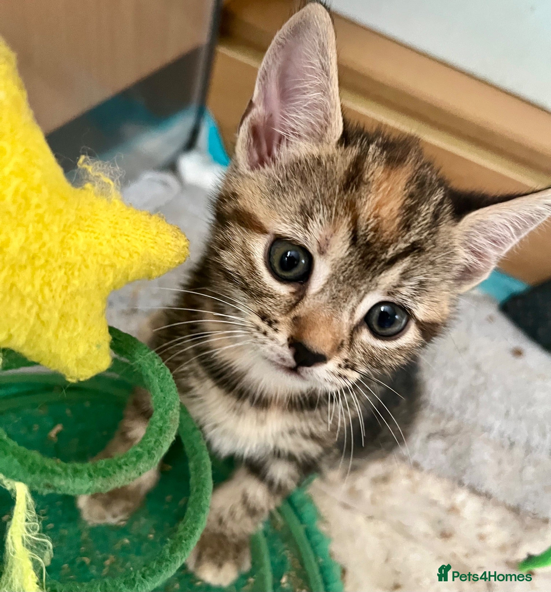 Bengal cats Bengal X Kittens With Famous Siblings!  - Advert 2