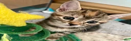 Bengal cats for sale: Bengal X Kittens With Famous Siblings!  - Advert 2