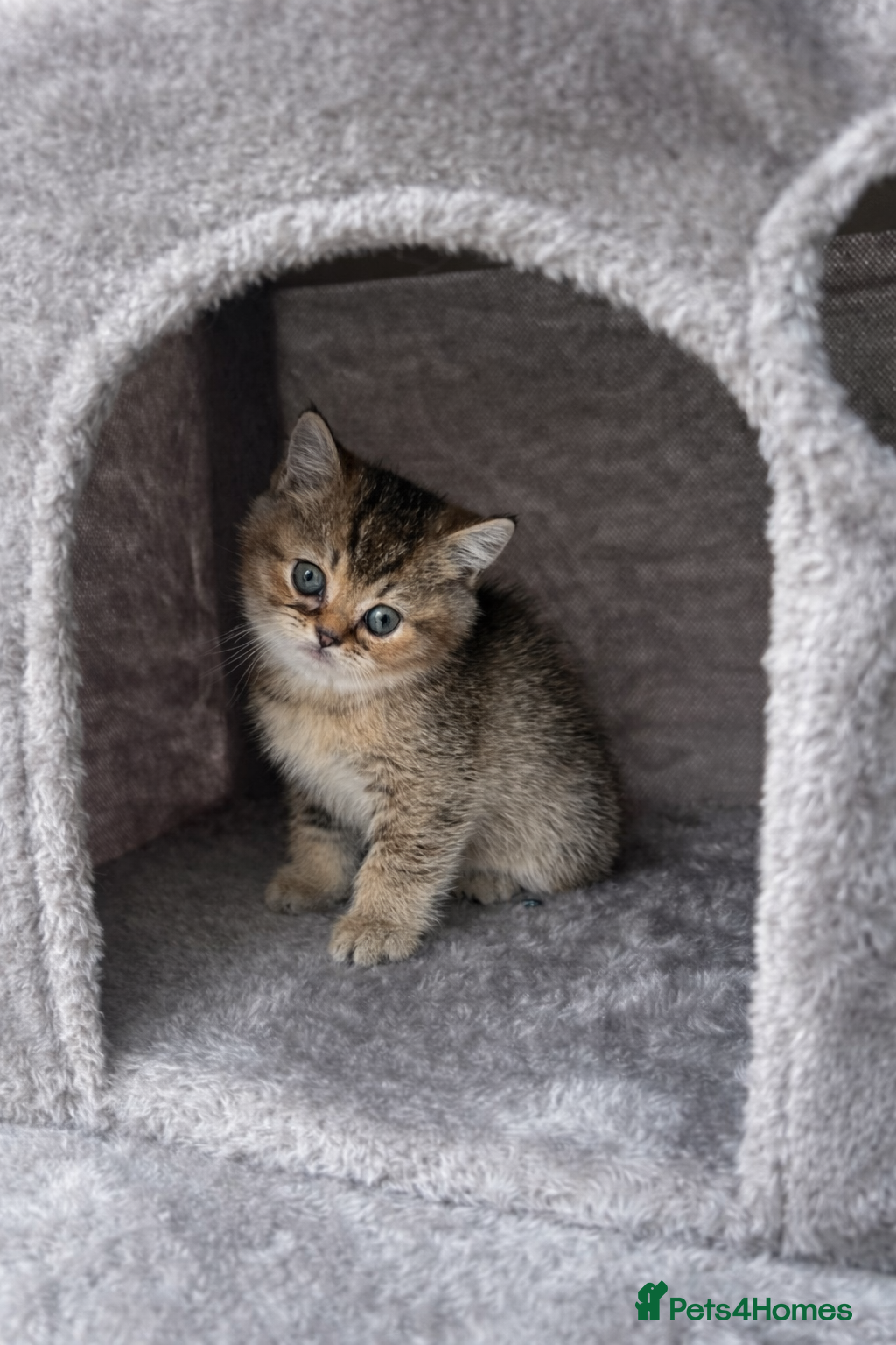 British Shorthair cats British Shorthair Golden Shaded Kittens - Advert 2