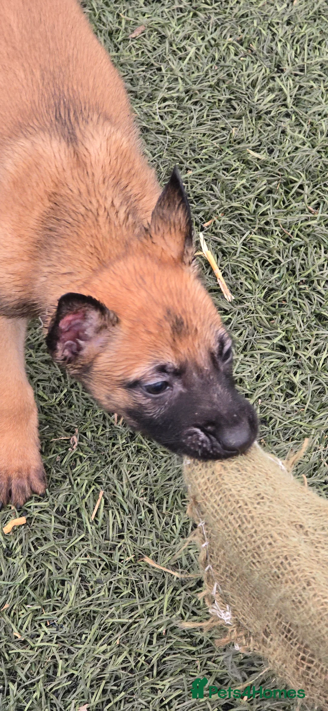Belgian Shepherd Dog dogs for sale: Pups from world V. Champion CHANCE  - Advert 19