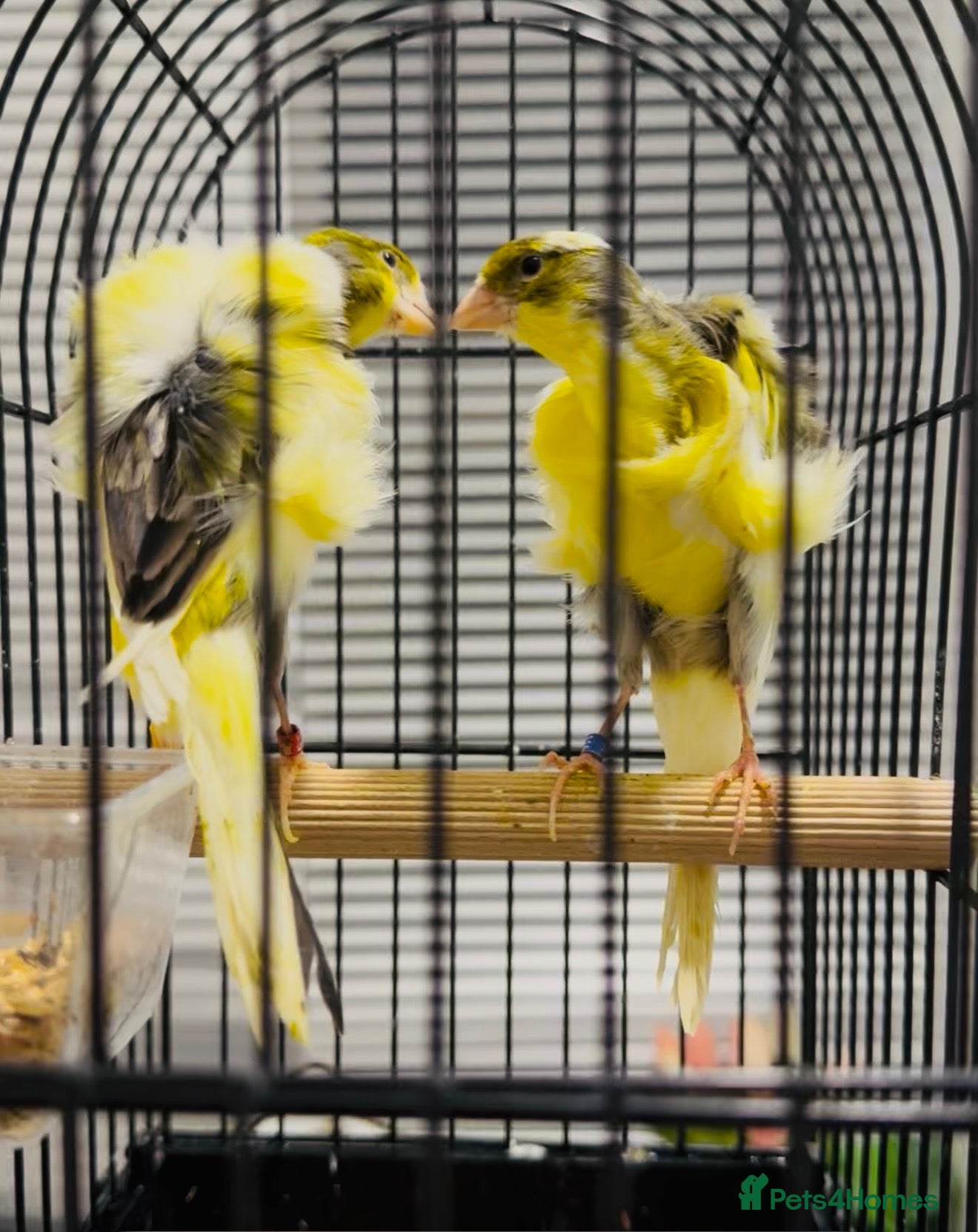Canaries birds for sale: Beautiful Frilled Canaries – Pair with Cage - Advert 1