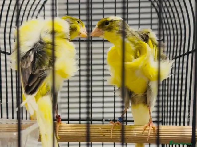 Canaries birds for sale: Beautiful Frilled Canaries – Pair with Cage - Advert 1