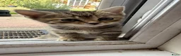 British Shorthair cats for sale: 2 Beautiful Sisters  - Advert 6