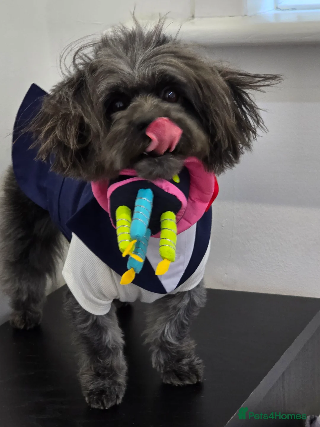 Lhasa Apso dogs for stud: Pure Lhasa Apso small sized Rare Black blue skin - Advert 7