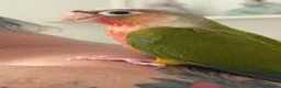 Conures birds for sale: Baby hand reared conures  - Advert 7