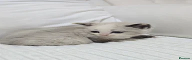 Domestic Shorthair 5