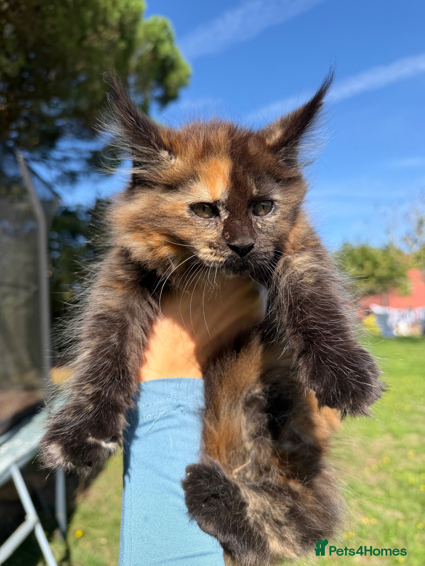 Maine Coon cats TICA Registered Pedigree Maine Coon Kittens - Advert 1