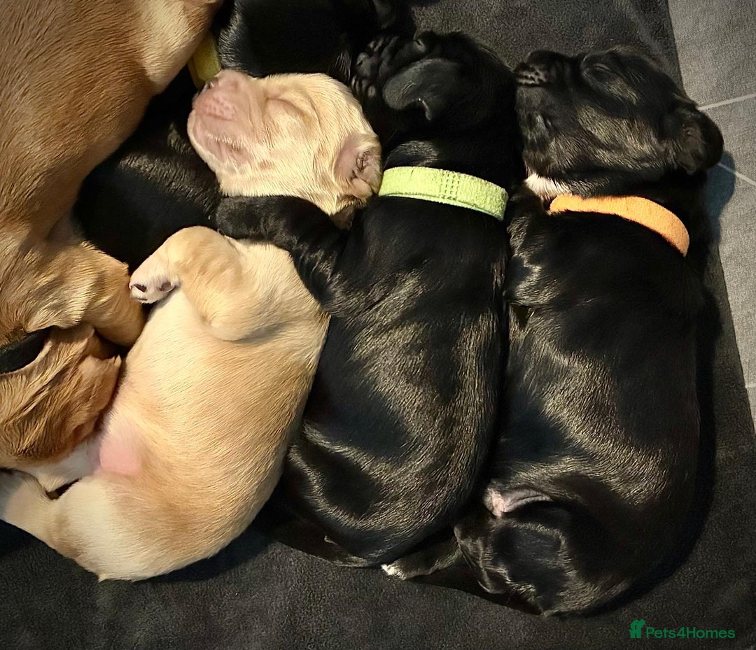 Sprocker dogs for sale: 9 gorgeous Sprocker pups - Image 6