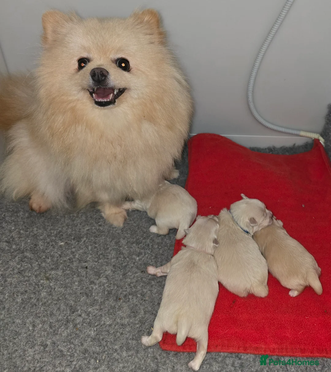 Maltese dogs for stud: Maltese kc champion lines health tested  for Stud  - Advert 13