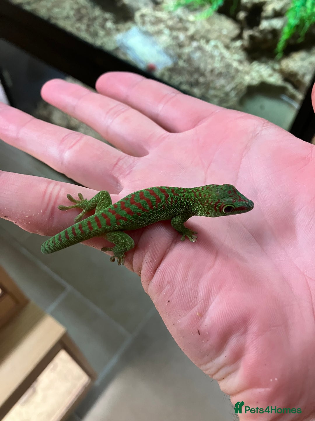 Gecko reptiles for sale: Crimson Giant Day & Chahoua Mossy Geckos - Image 4