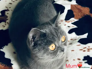 Scottish Fold cats Lovely Scottish fold/straight Kittens for sale - Advert 4