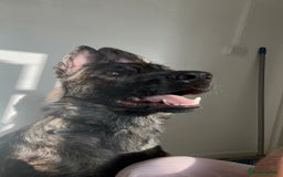 Belgian Shepherd Dog dogs for sale: Rehoming our pup Milo  - Image 5