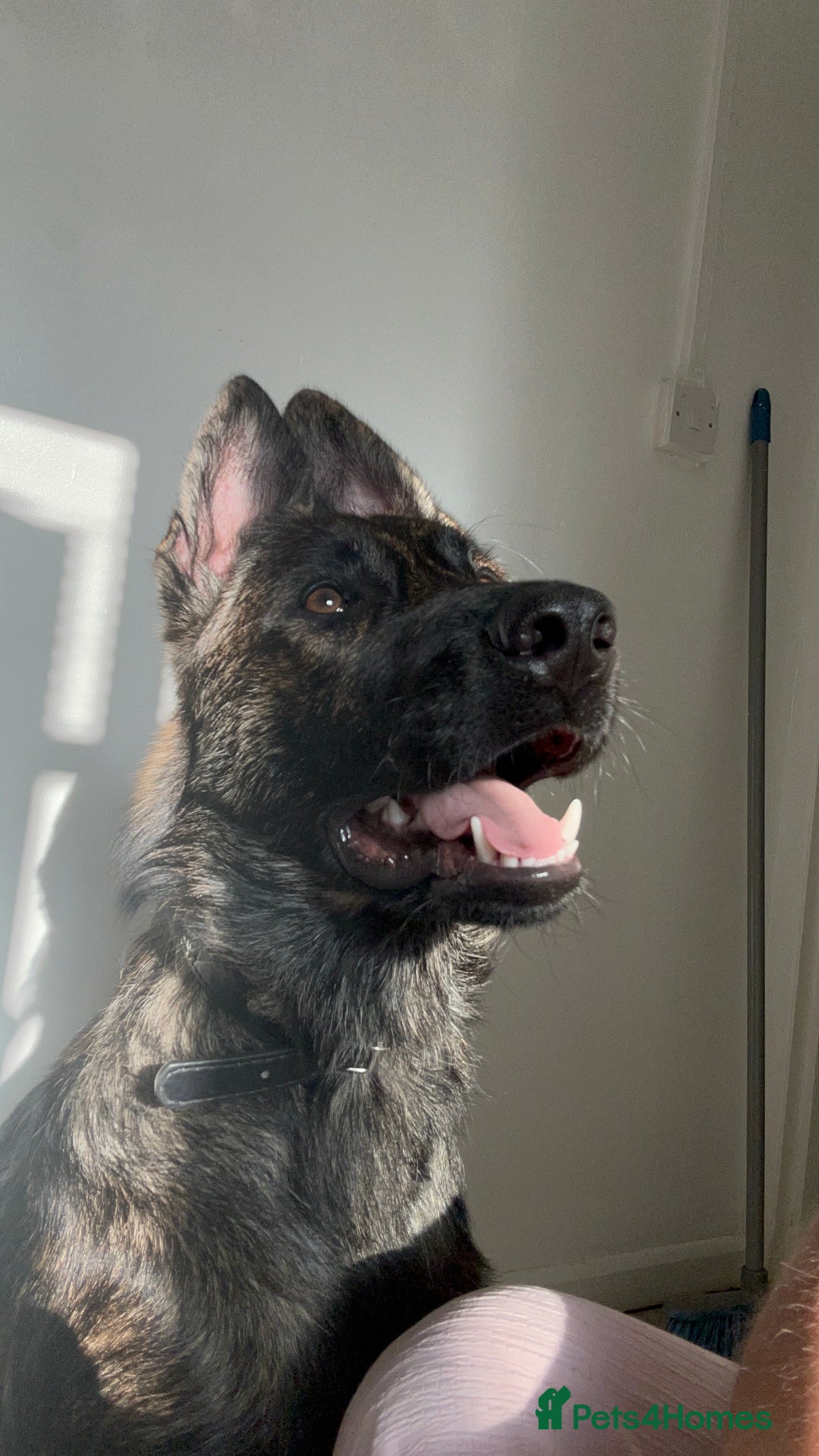 Belgian Shepherd Dog dogs for sale: Rehoming our pup Milo  - Image 5