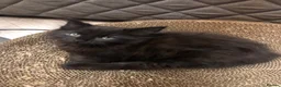 Russian Blue cats for sale: Russian blue/Norwegian forest mixed - Advert 17