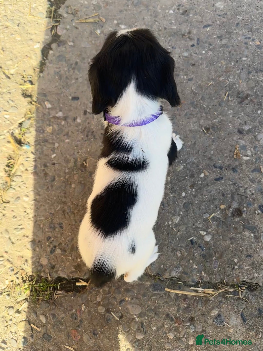 English Springer Spaniel dogs for sale: KC Springer spaniel puppies  - Advert 2