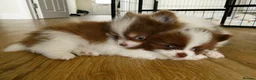 Pomeranian dogs for sale: Rare Colour Pomeranians | Blue & Green Eyes - Advert 5