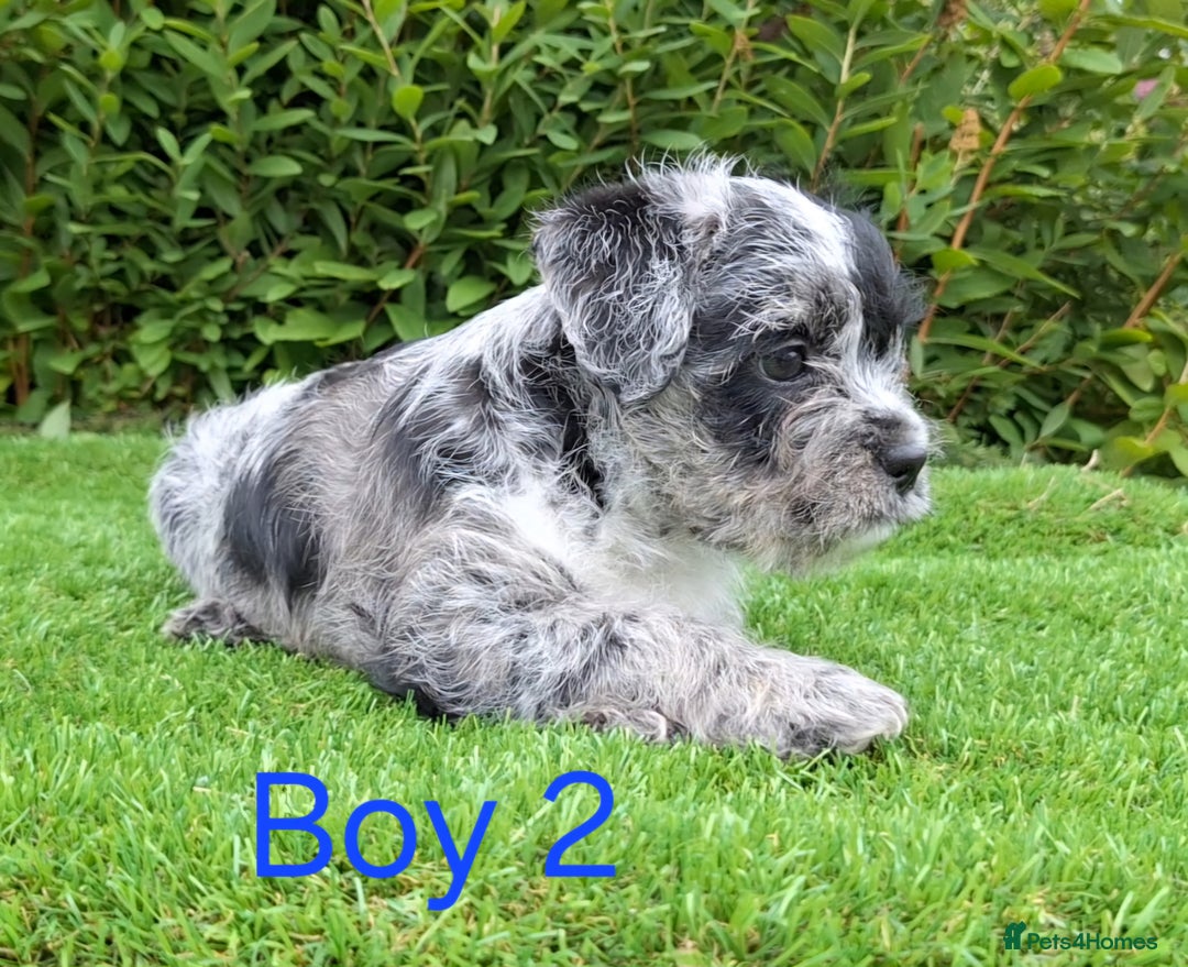 French Bulldog dogs for sale: French Bulldog Froodle Puppies  - Image 11